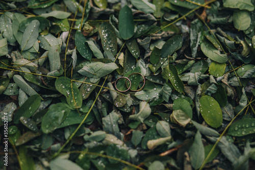 Wedding rings on small green leaves with drops of dew. Decoration. Background