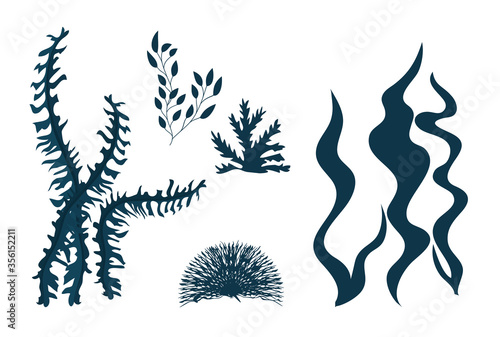 seaweeds, ocean plants, underwater planting, aquatic plants, nature wildlife vector illustration design