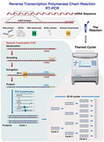 The different stages and cycles of mRNA and cDNA molecules amplification by Reverse Transcription Polymerase Chain Reaction, RT-PCR, in a thermal cycler, 3d illustration