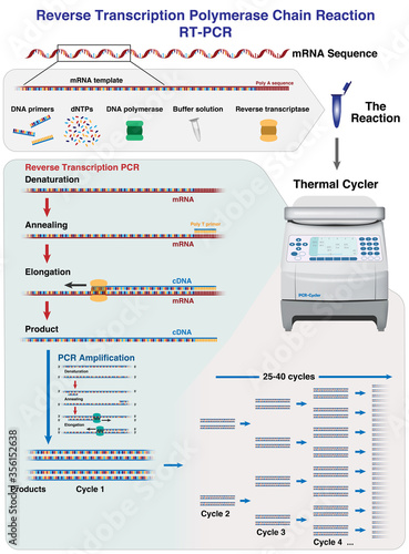 The different stages and cycles of mRNA and cDNA molecules amplification by Reverse Transcription Polymerase Chain Reaction, RT-PCR, in a thermal cycler, 3d illustration