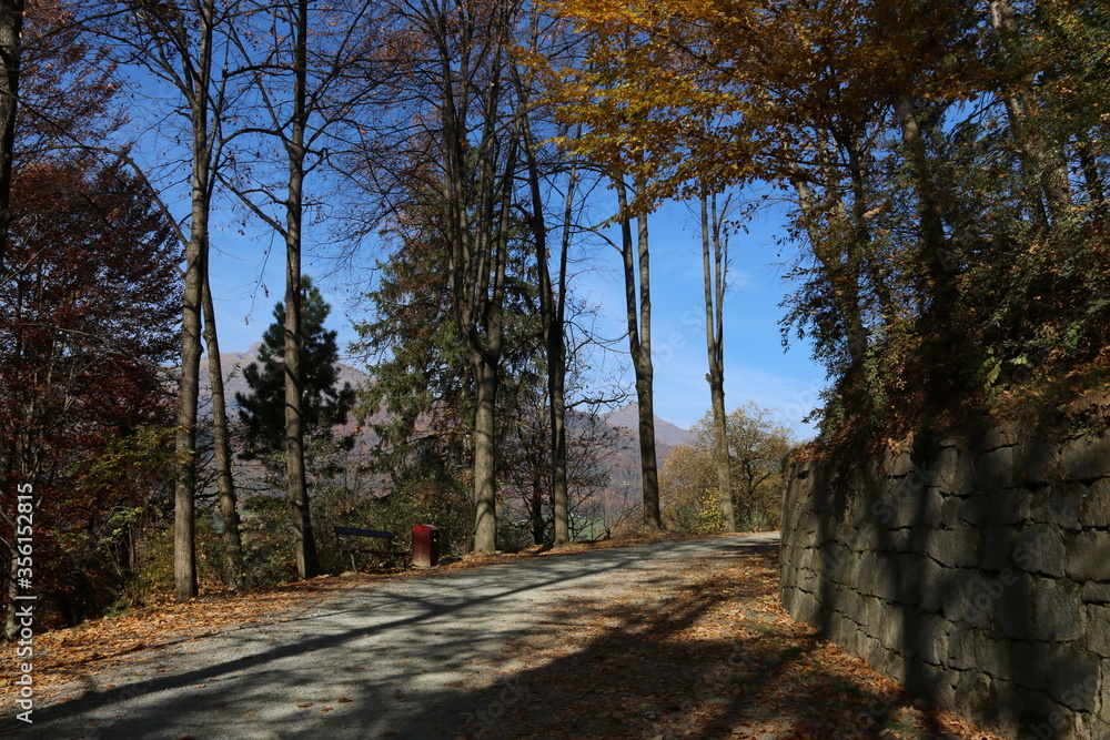 Naklejka premium alberi