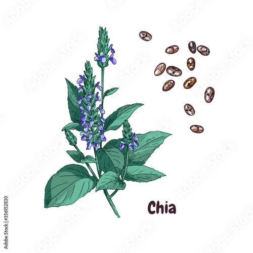 Hand drawn chia plant and seeds. Vector illustration in retro style isolated on white background.