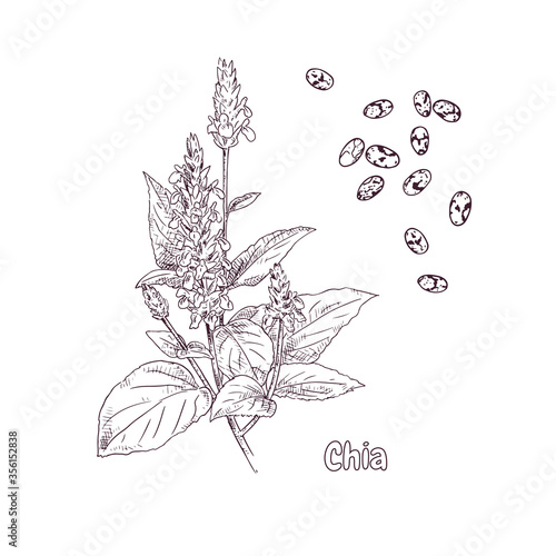 Hand drawn chia plant and seeds. Vector illustration in retro style isolated on white background.