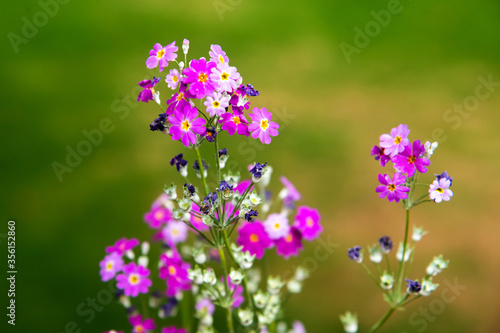 lavender flowers in the garden