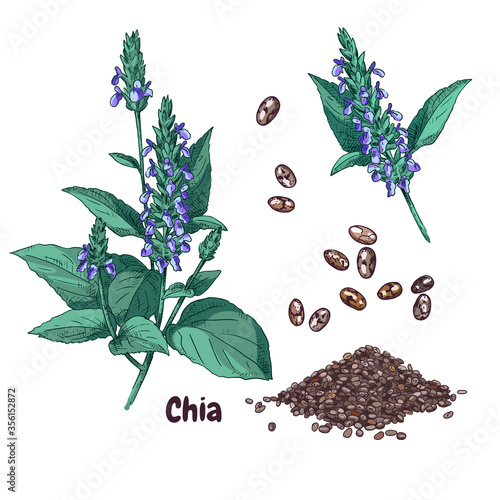 Hand drawn chia plant and seeds. Vector illustration in retro style isolated on white background.