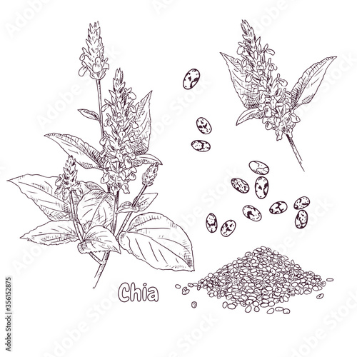 Hand drawn chia plant and seeds. Vector illustration in retro style isolated on white background.