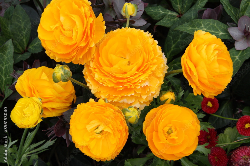 Fototapeta premium fiori