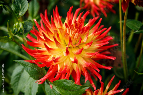 Close up of the spiky red and yellow Dahlia Kenora Sunset flowers in garden