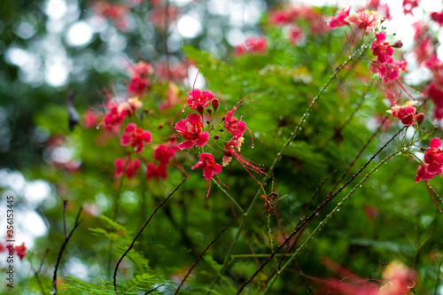 red flowers in the garden