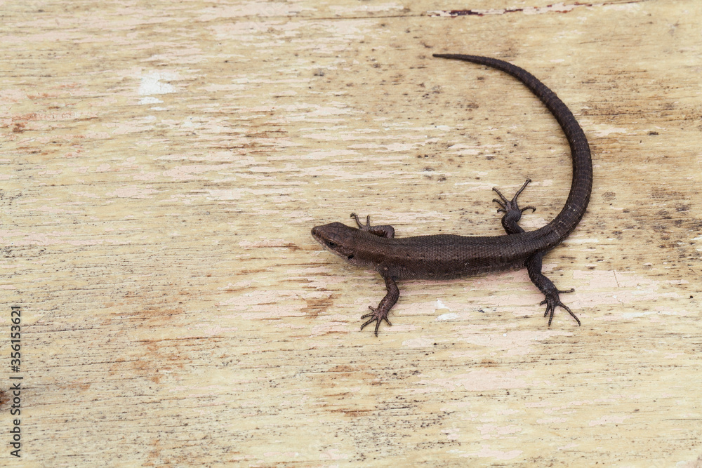 Obraz premium Small lizard on wood background