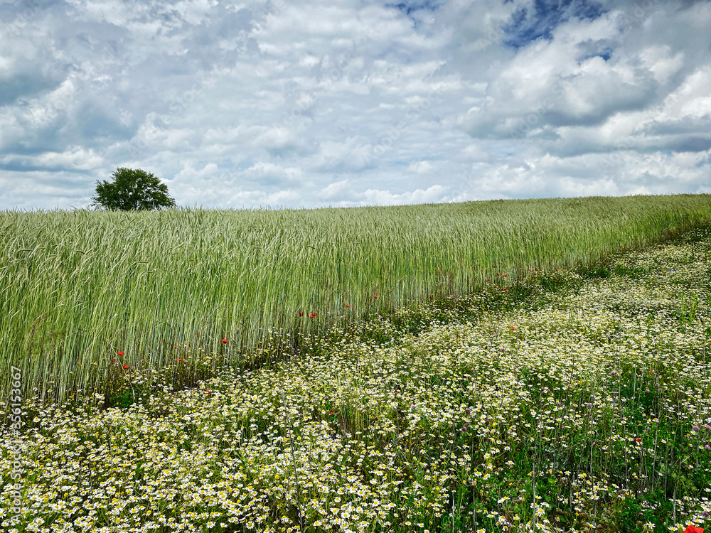 Obraz premium Getreidefeld im Sommer