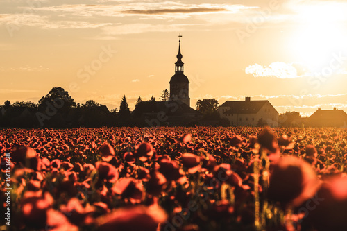 poppy field at sunset in saxon switzerland, dresden, saxony, germany
