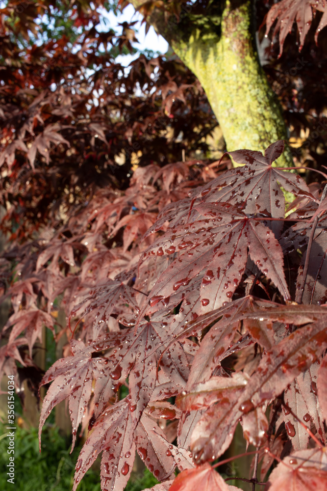 Wet red maple leaves Wet red maple leaves