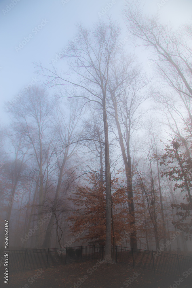 Fototapeta premium Trees in Fog