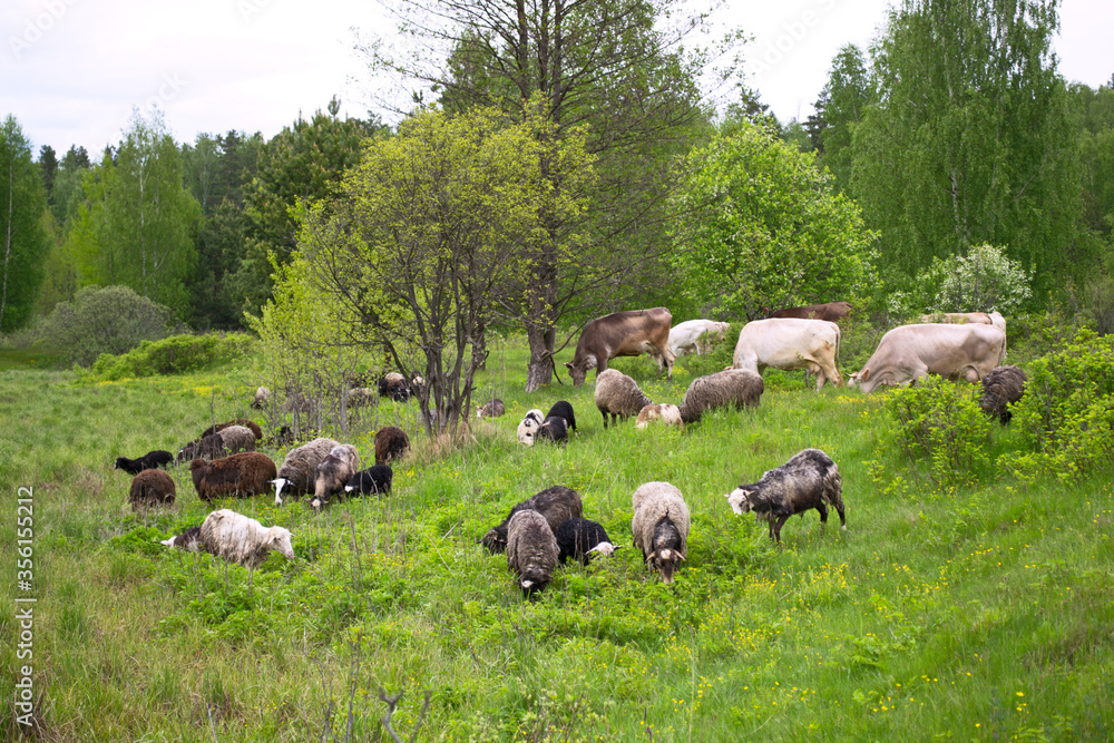 Farm animals grazing cows and sheep in a spring field Farm animals grazing cows and sheep in a spring field