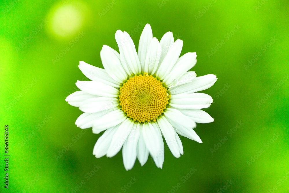 Obraz premium Chamomile on a green background growing in a field