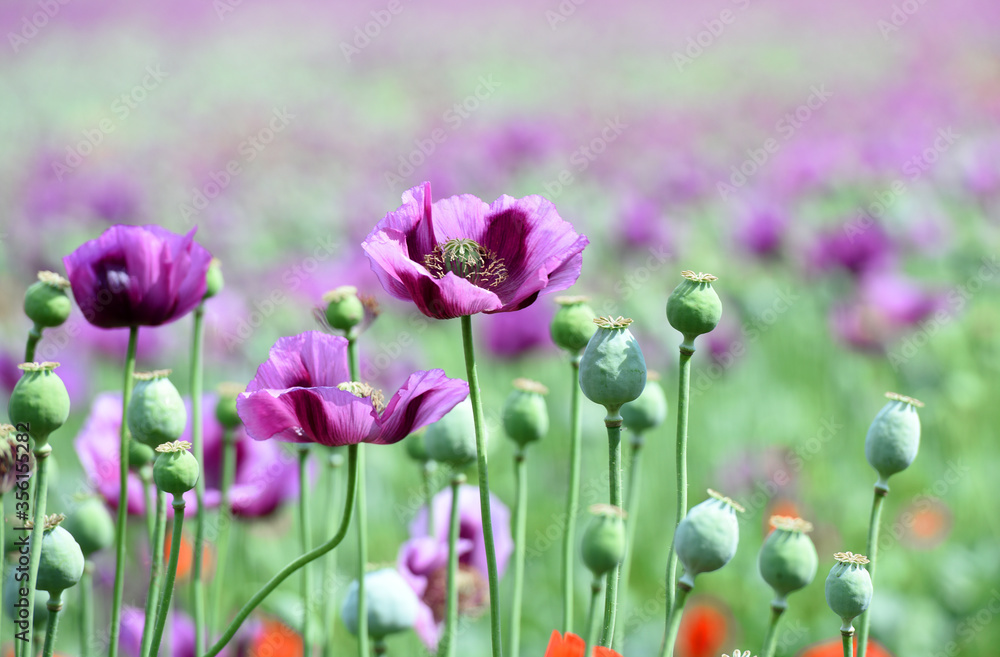 Amazing red or purple flowers of poppy in the field. Czech republic, Europe. Amazing red or purple flowers of poppy in the field. Czech republic, Europe.