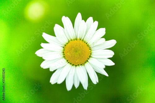 Chamomile on a green background growing in a field