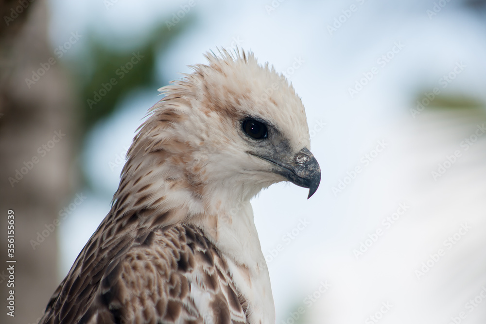 Portrait Of An Brontok Eagle (Nisaetus cirrhatus) is a large bird of prey species of the family Accipitridae Portrait Of An Brontok Eagle (Nisaetus cirrhatus) is a large bird of prey species of the family Accipitridae