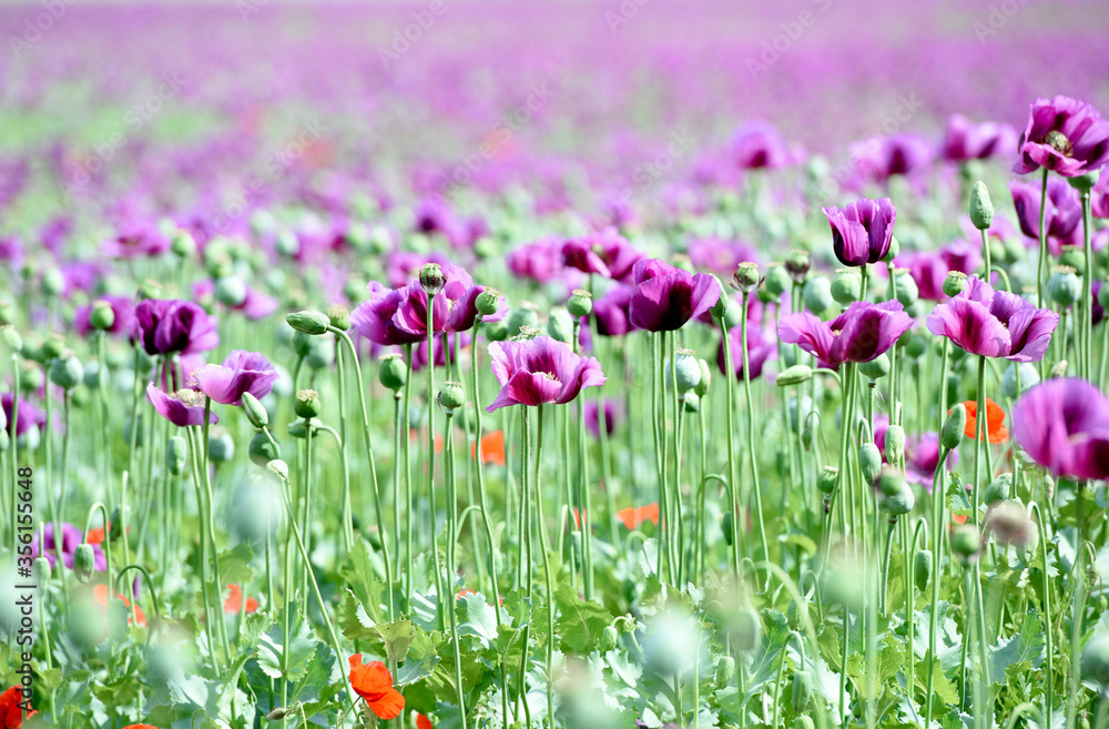 Naklejka premium Amazing red or purple flowers of poppy in the field. Czech republic, Europe.