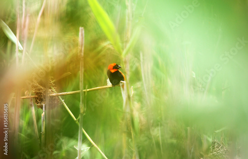Red Bishop rests on a reed