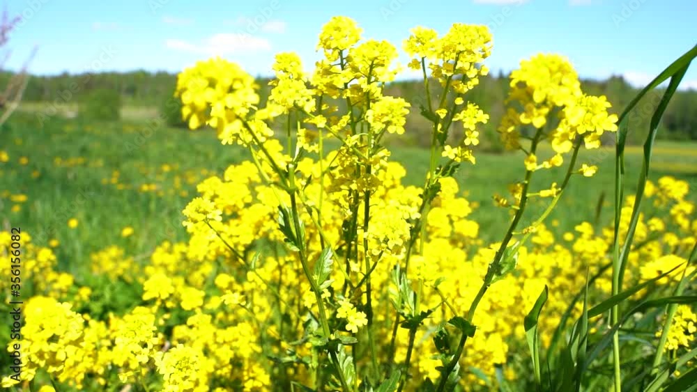 Yellow flowers blowing in wind. swaying yellow flowers in slow motion.