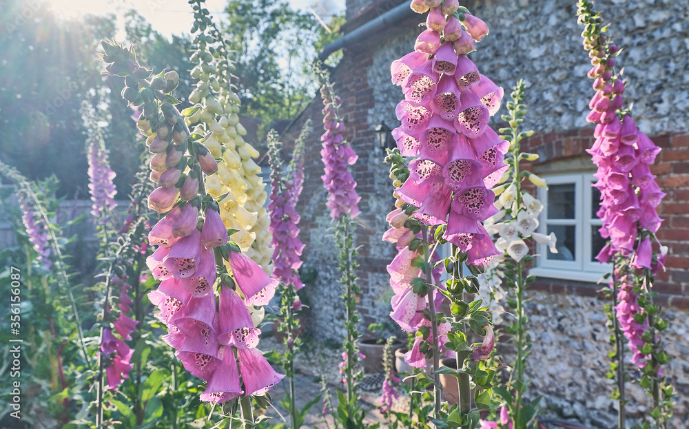 Pink and White foxgloves in a cottage garden - obrazy, fototapety, plakaty 
