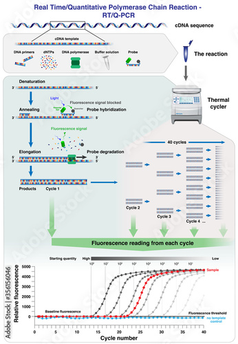 The different stages, cycles and results analysis of cDNA molecule amplification by Real time/ Quantitative Polymerase Chain Reaction, RT-PCR or Q-PCR, in a thermal cycler, 3d illustration