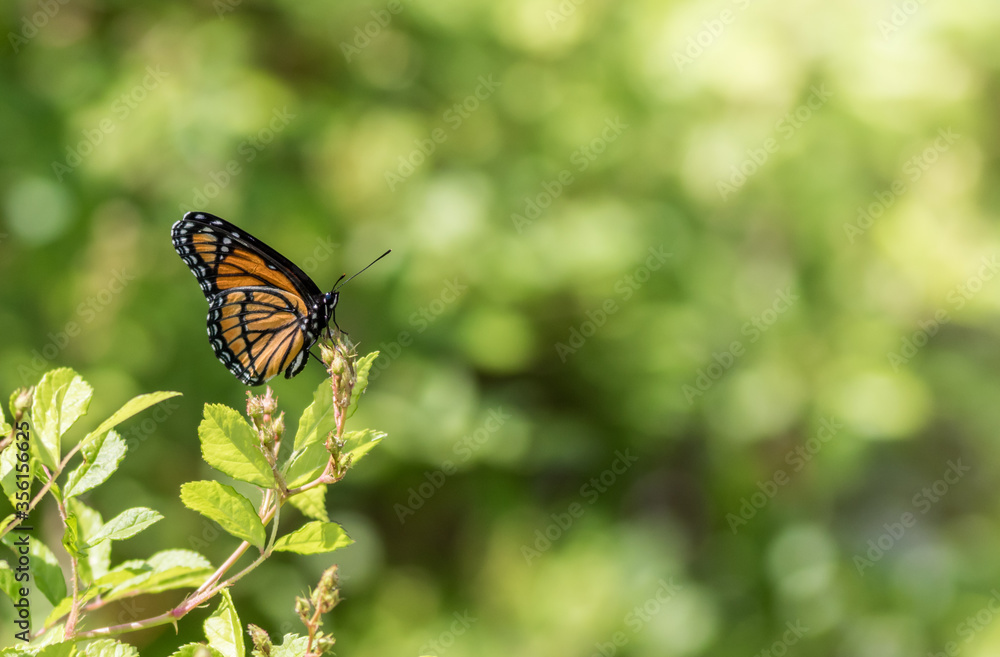 Viceroy Butterfly, Limenitis archippus, side profile against green background Viceroy Butterfly, Limenitis archippus, side profile against green background