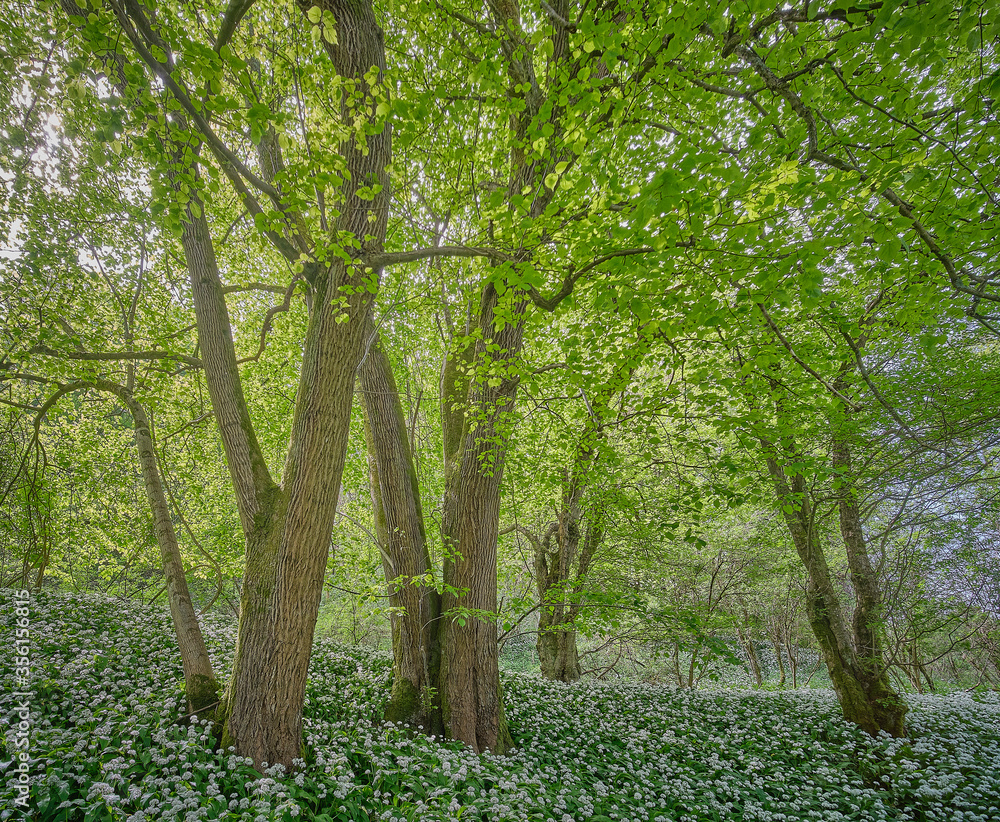 Rook Clift SSSI ancient woodland with Ramsons in spring