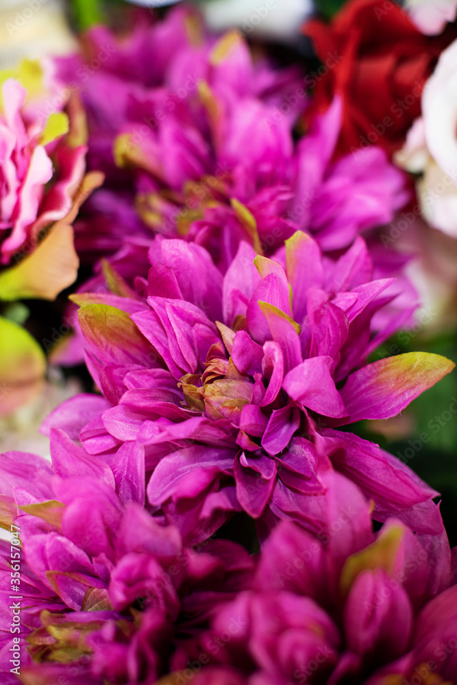 Fototapeta premium close up of pink hydrangea flowers
