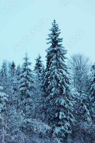 winter forest in the snow © Евгения Поплюйко