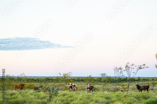 Cattle in the Pilbara