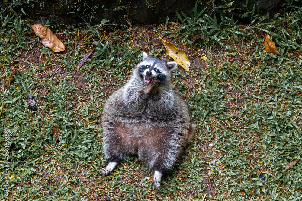 Naklejka premium raccoon in the grass