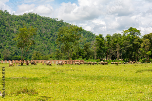 Elephant in protected nature park near Chiang Mai, Thailand photo