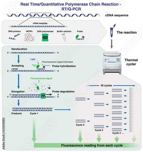 The different stages and cycles of cDNA molecule amplification by Real time/ Quantitative Polymerase Chain Reaction, RT-PCR or Q-PCR, in a thermal cycler, 3d illustration photo