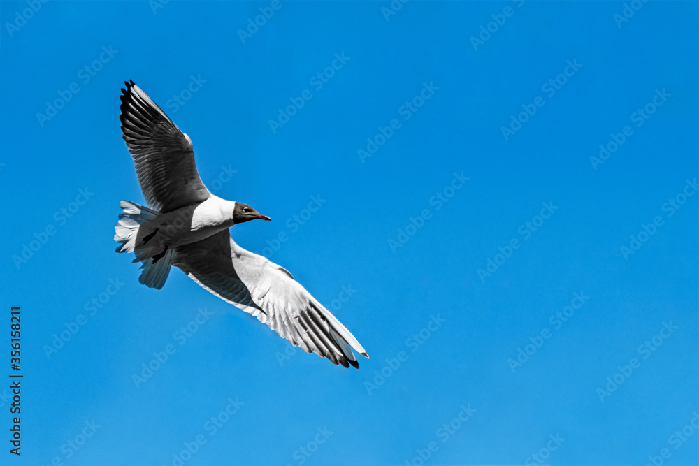 Obraz premium Brown headed gull on flying against a clear blue sky. Bird in Wildlife.