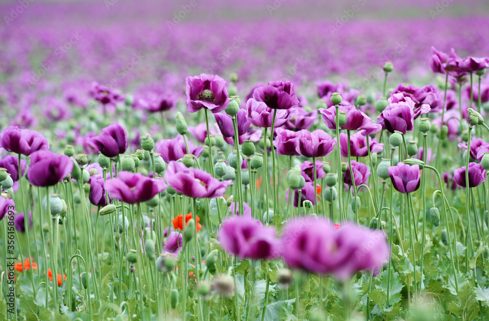 Obraz premium Amazing red or purple flowers of poppy in the field. Czech republic, Europe.