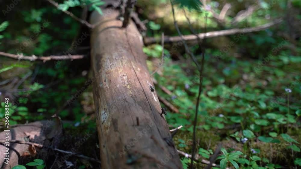 close up of fallen tree trunk on forest . Dead tree in forest. close up of fallen tree trunk on forest . Dead tree in forest.