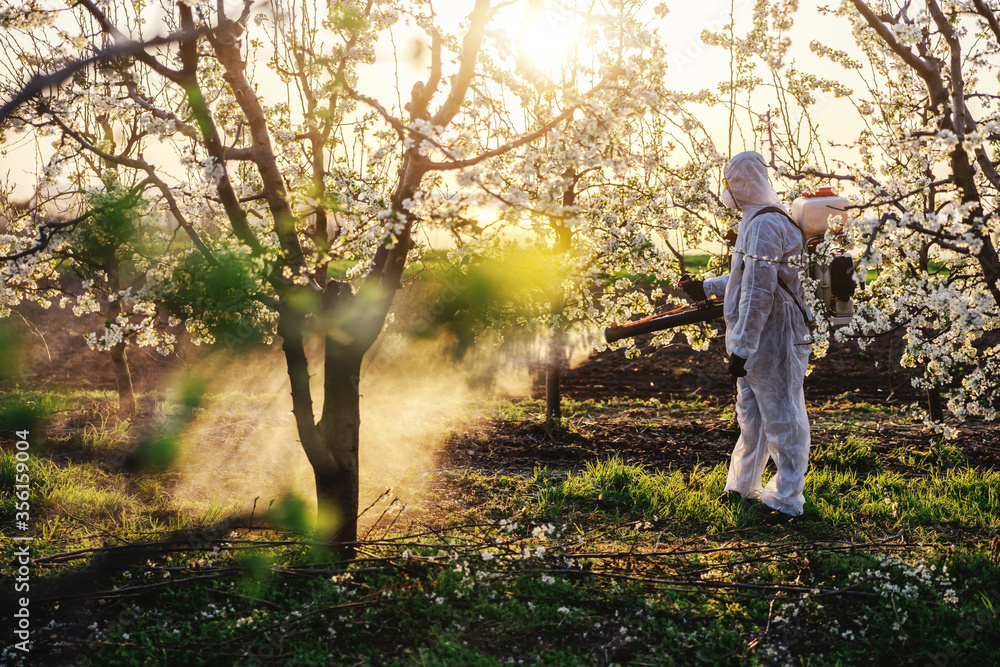 Man in protective suit and mask walking trough orchard with pollinator machine on his backs and spraying trees. Man in protective suit and mask walking trough orchard with pollinator machine on his backs and spraying trees.