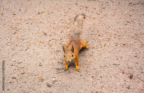 Squirrel waiting for food, Haaga Rhododendron Park, Helsiki, Finland photo