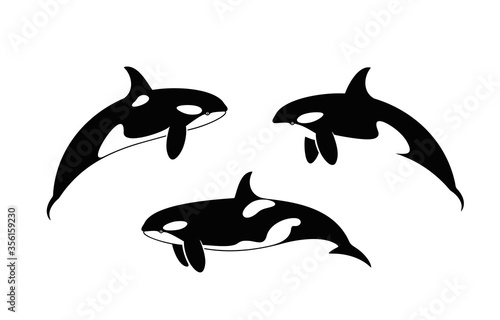 Killer Whale logo. Isolated killer whale on white background