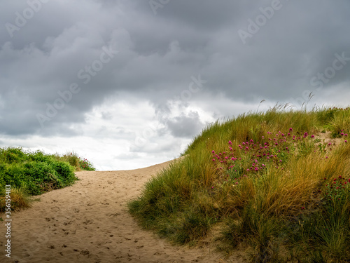 Sand dunes with wild coastal grasses on the Beach at Instow on the North Coast of Devon, England, UK. Path to the sea. © Mushy