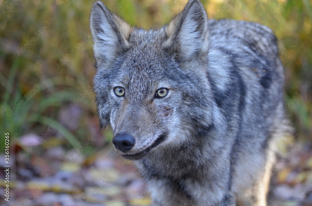 Obraz premium Eastern Wolf in the wild in Ontario, Canada.