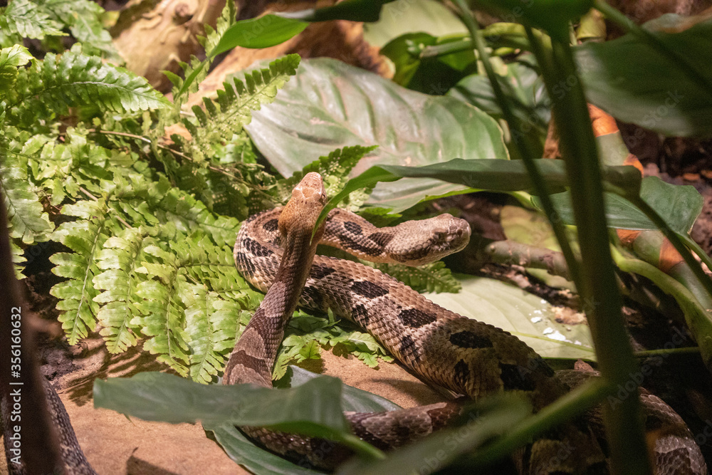 Copperhead Snake and Timber Rattlesnake Copperhead Snake and Timber Rattlesnake