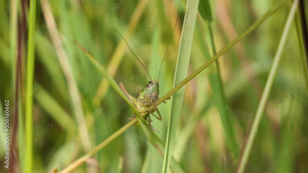 A Small Green Grasshopper sitting on Green Blades of Grass in a Meadow A Small Green Grasshopper sitting on Green Blades of Grass in a Meadow