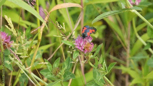 Six Spot Burnet Moth Sitting on a Purple Blooming Clover photo