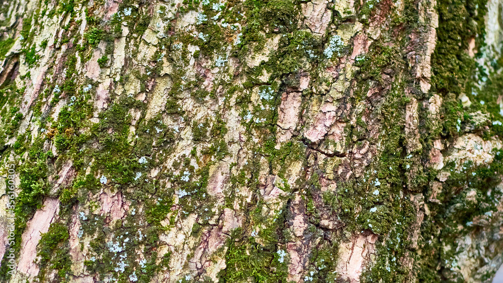 bark of the tree by a grain plan bark of the tree by a grain plan