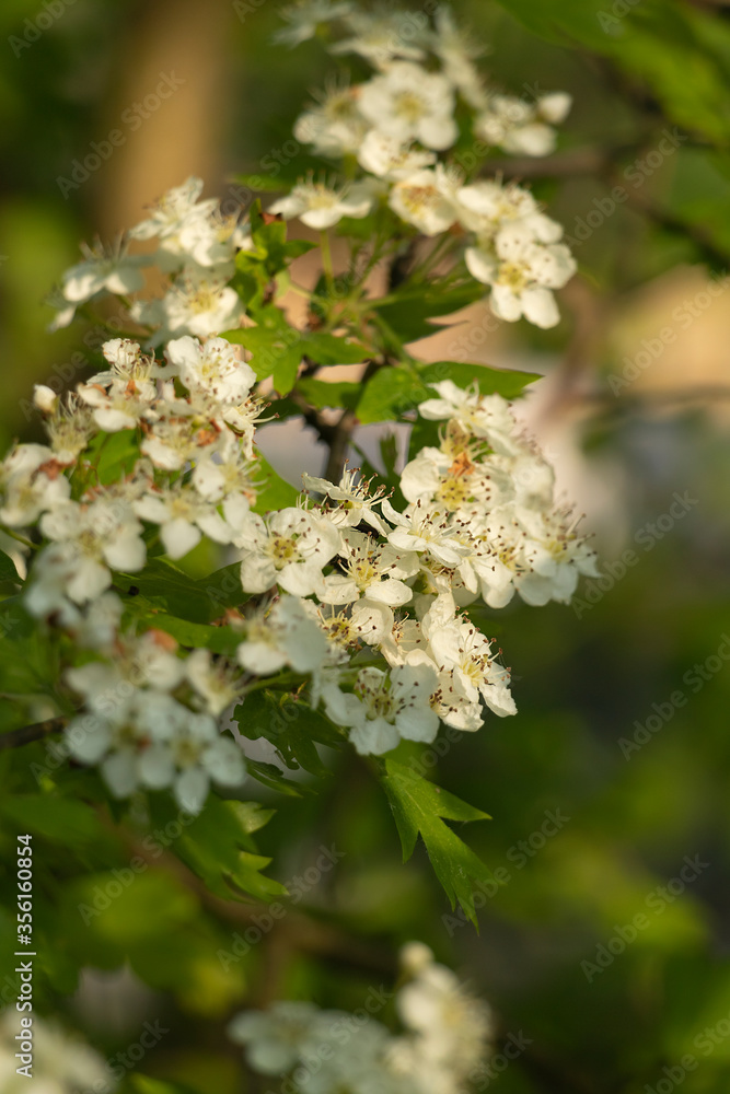 Close-up of white flowers of the hawthorn blooming in May. A herbaceous plant of the Rosaceae family with medicinal properties, used as a spice