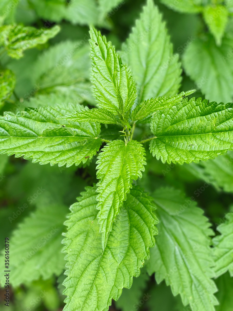 green nettle leaves green nettle leaves